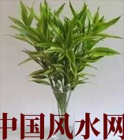 南宁十二生肖养什么植物最旺财运？你知道吗！